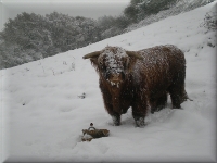 Highland cattle in the Snow